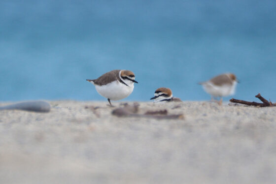 La LIPU impegnata a proteggere il Fratino in Calabria