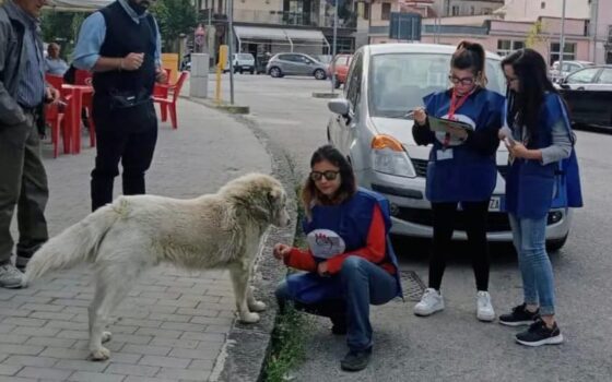 Monitoraggio randagismo canino a Castrovillari. Nuova indagine tecnico scientifica
