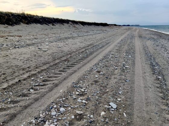 Fratino a rischio nella ZSC Macchia La Bura di Crosia. Denuncia della LIPU