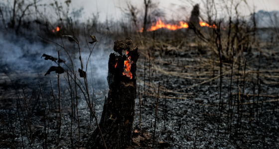 Incendi e caldo, fauna stremata: associazioni chiedono sospensione preapertura caccia